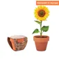 Mini Terracotta Pot met Zonnebloem Zaden